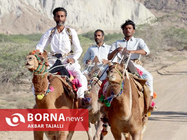 مسابقات شتر دوانی در چابهار 