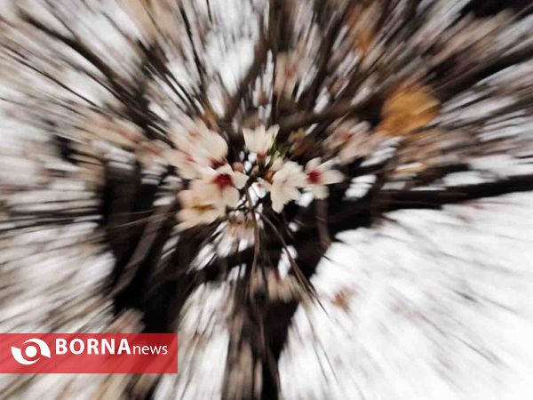 شکوفه های بهاری-شیراز