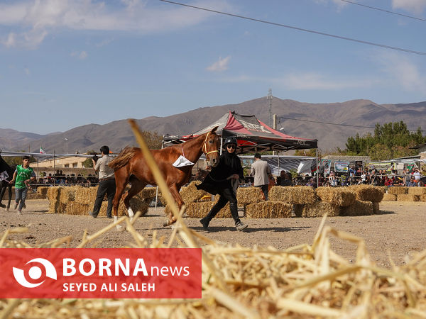 مسابقات زیبایی اسب ترکمن