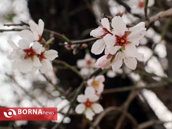 شکوفه های بهاری-شیراز