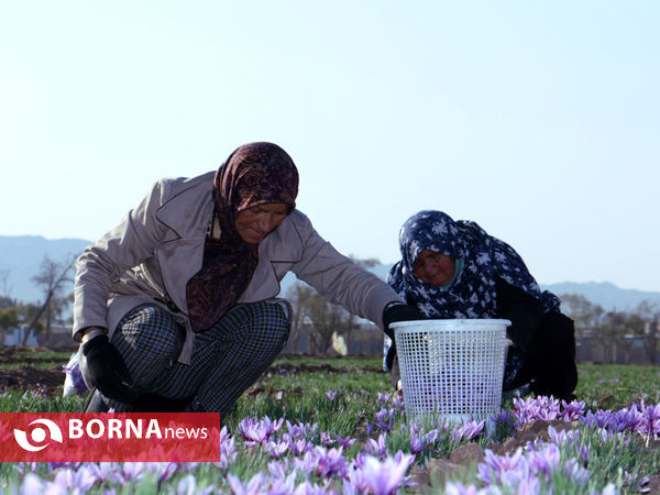 آغاز فصل برداشت طلای سرخ