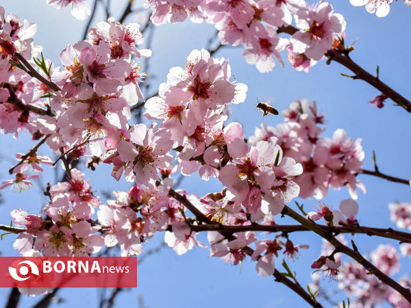 شکوفه های بهاری