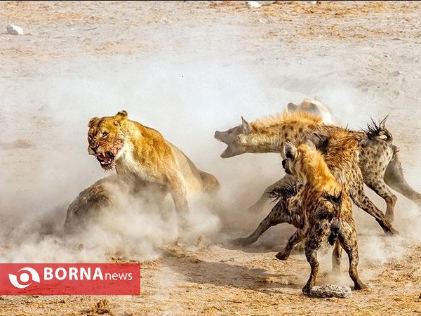 تصاویر منتخب مسابقه نشنال جئوگرافیک ۲۰۱۶