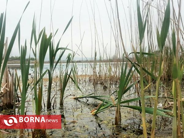 تالاب حاجی آباد لاهیجان