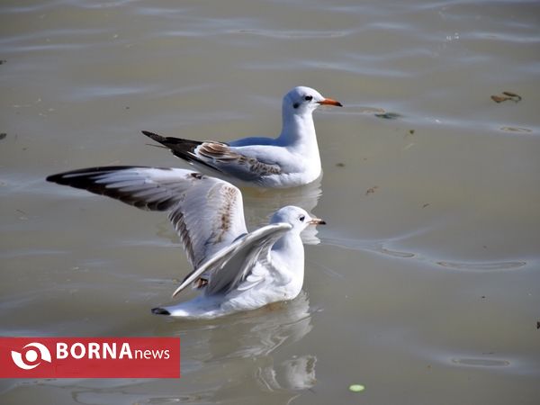 جاری شدن آب در زاینده روز