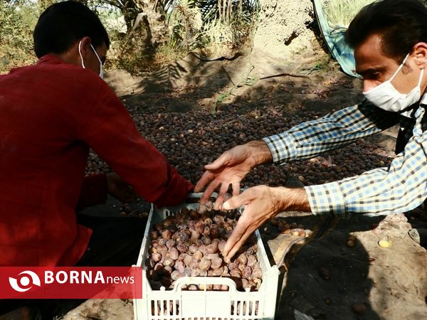 برداشت خارک و رطب روستای امام حسن(ع)