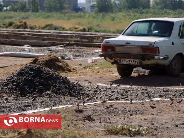 برداشت تخم آفتابگردان از شهر آفتابگردان ها خوی