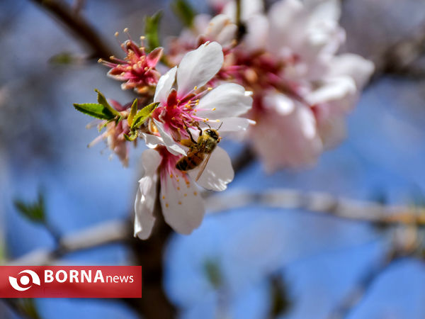 شکوفه های بهاری