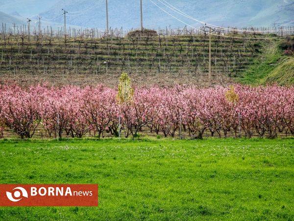 شکوفه های صورتی ارومیه