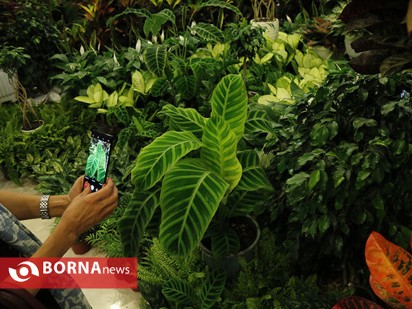 شانزدهمین نمایشگاه بین المللی گل و گیاه تهران