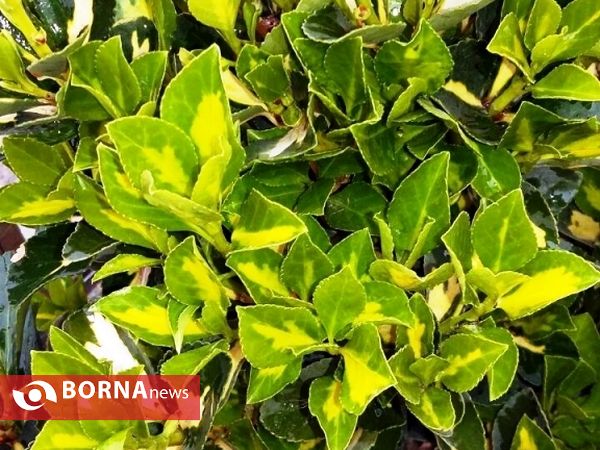 رویش گلهای بهاری