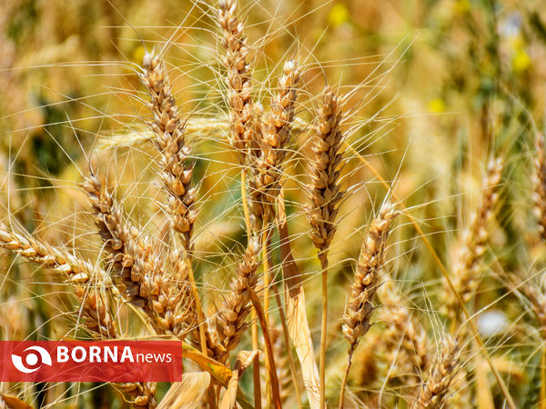 برداشت سنتی جو دیم