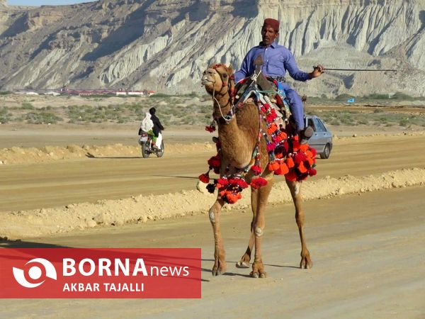 مسابقات شتر دوانی در چابهار 