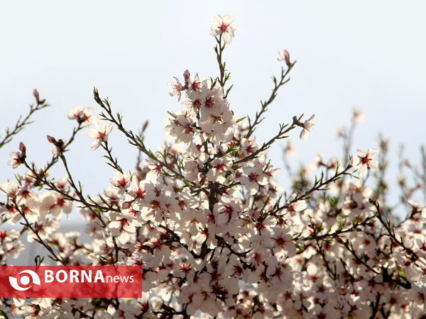 شکوفه‌های بهاری در شیراز