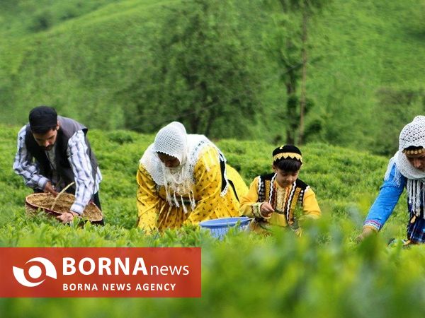 آغاز برداشت برگ سبز چای در گیلان