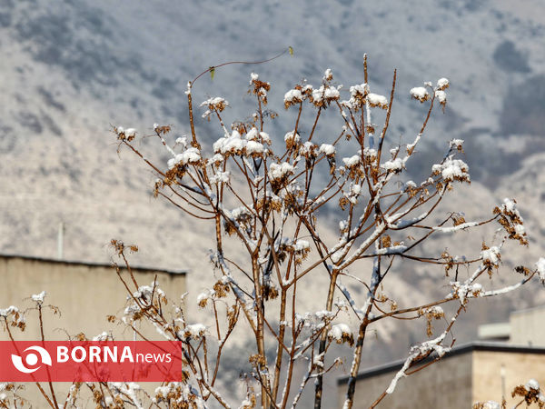 بارش اولین برف پاییزی تهران