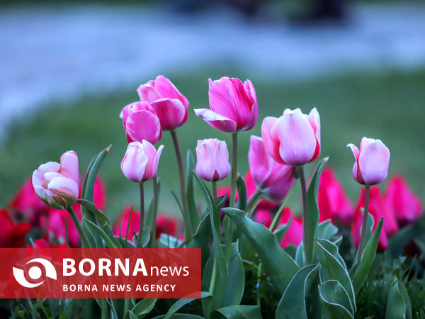 جشنواره گل‌های لاله در اراک