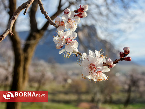 شکوفه های بهاری