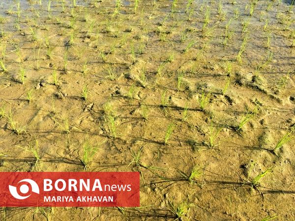 پسیخان رشت جاذبه طبیعی و گردشگری استان گیلان