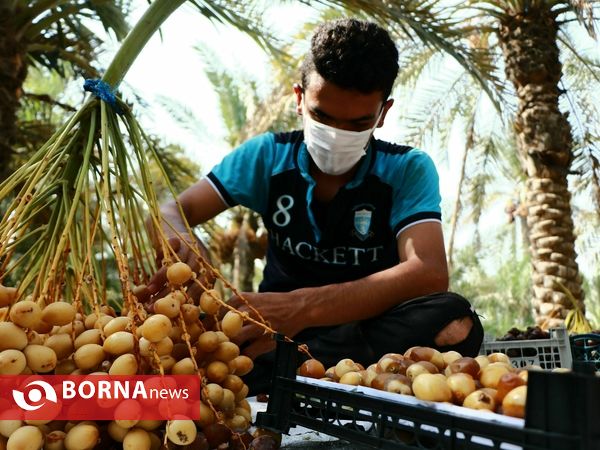 برداشت خارک و رطب روستای امام حسن(ع)