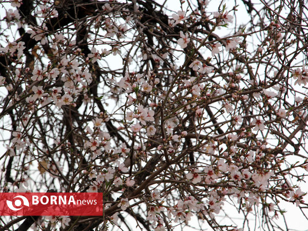 شکوفه های بهاری-شیراز