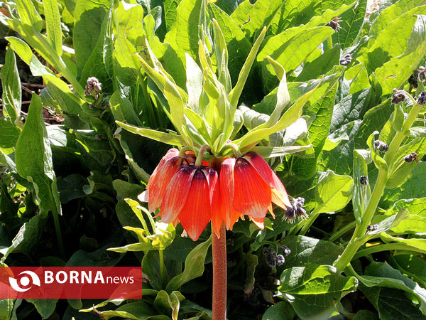 رویش لاله های واژگون در دشت های سپیدان
