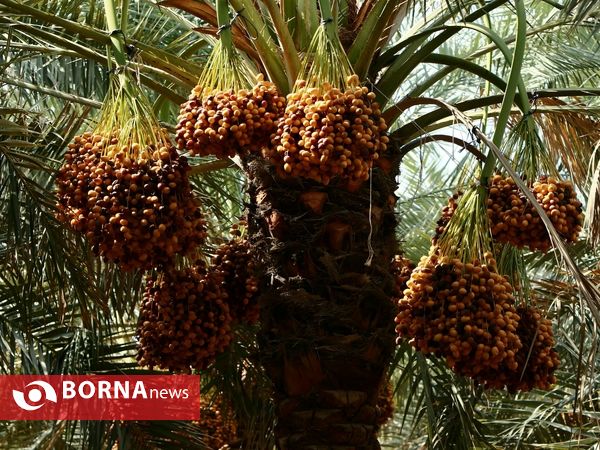 برداشت خارک و رطب روستای امام حسن(ع)