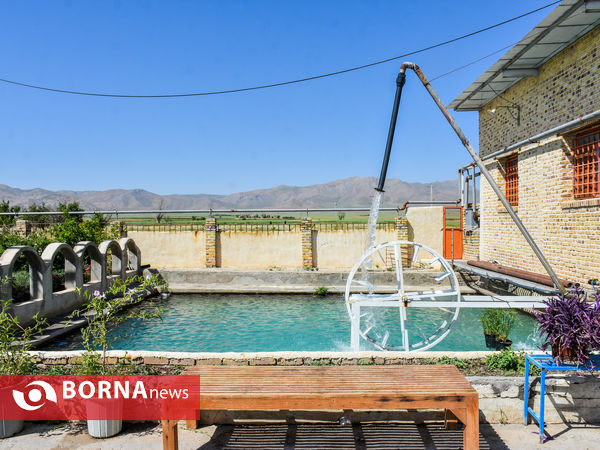 برداشت گل محمدی در شهر ساروق