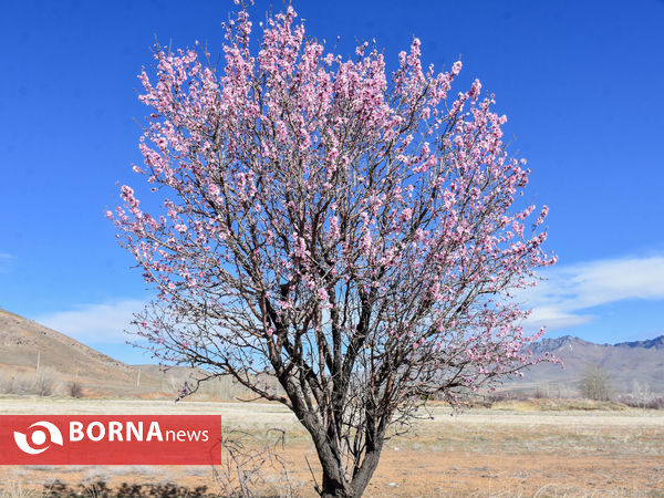 شکوفه های بهاری