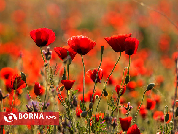 دشت شقایق ها  روستای گوار - اراک