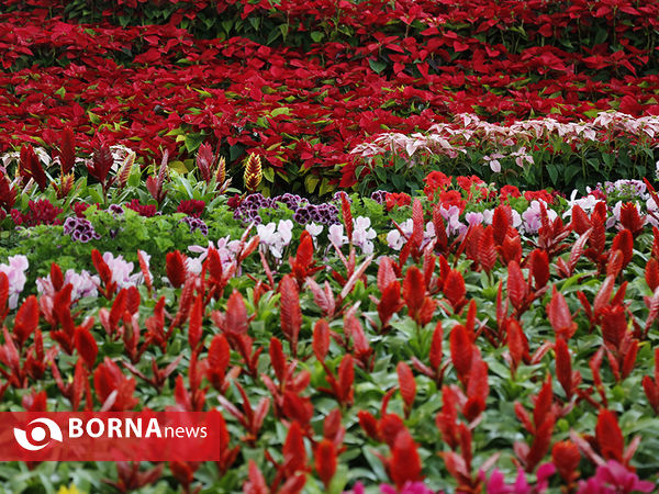 شانزدهمین نمایشگاه بین المللی گل و گیاه تهران