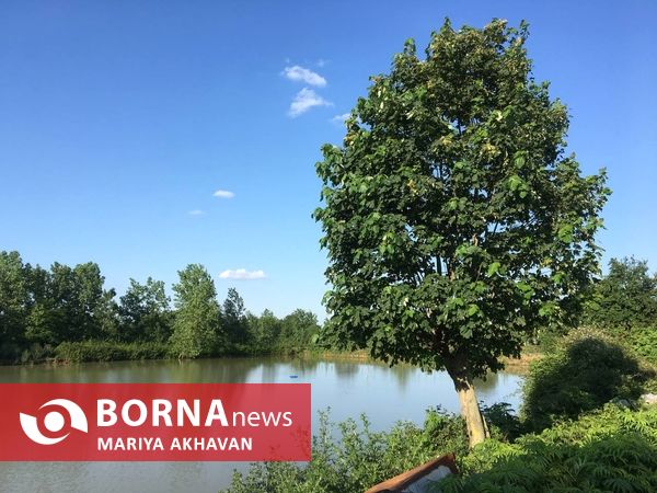 پسیخان رشت جاذبه طبیعی و گردشگری استان گیلان