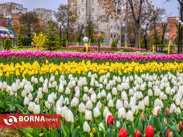 جشنواره گل‌های لاله