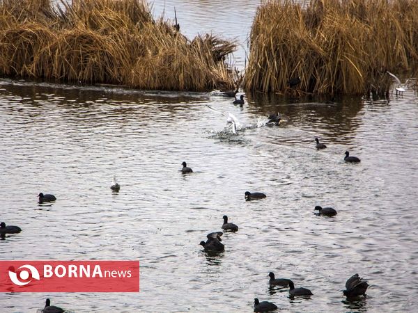 زریبار کردستان