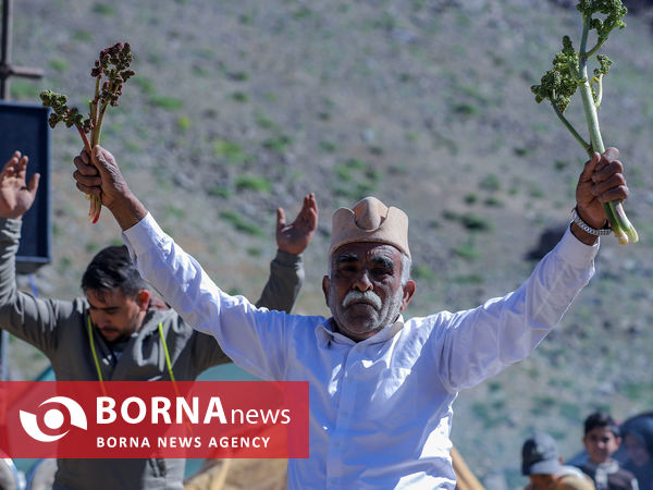 جشنواره ریواس در روستای تاریخی راوه