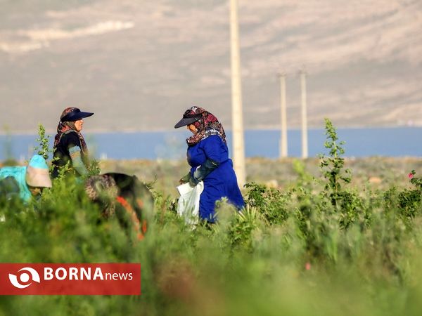 برداشت گل محمدی در دلیجان