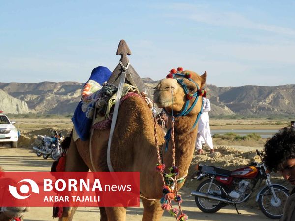 مسابقات شتر دوانی در چابهار 