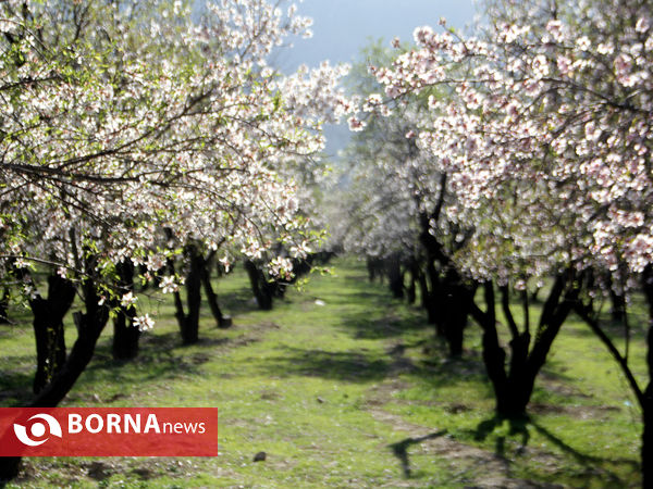 شکوفه‌های بهاری در شیراز