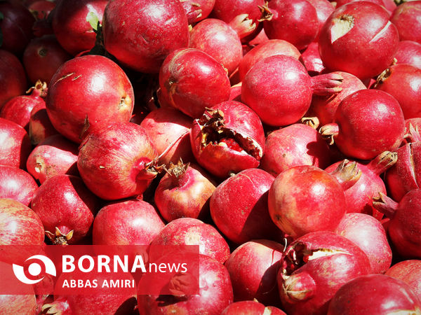 دقیقه 90 برداشت انار کوهمره سرخی