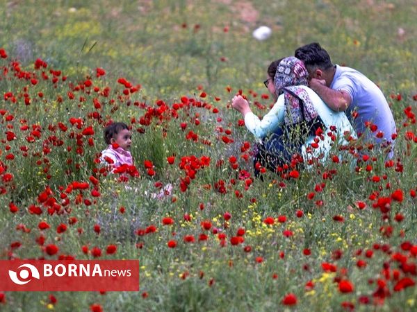 رویش گل های شقایق در دشت های فارس