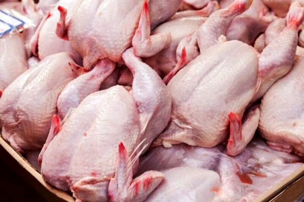 واکنش دامپزشکی به استفاده مرغداران از آنتی بیوتیک: مرغ‌ها از نظر بهداشتی سالم بوده و در موعد خود به کشتارگاه ارسال می‌شوند