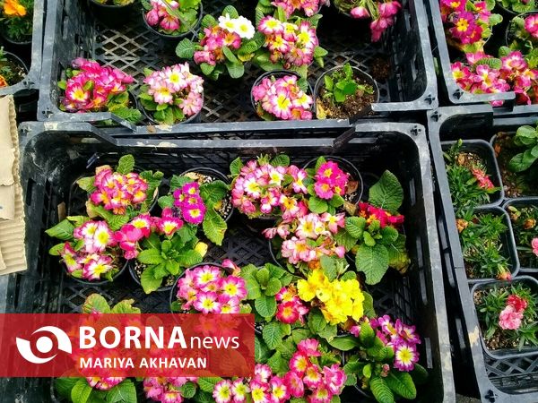 جشنواره گل و گیاه رشت 