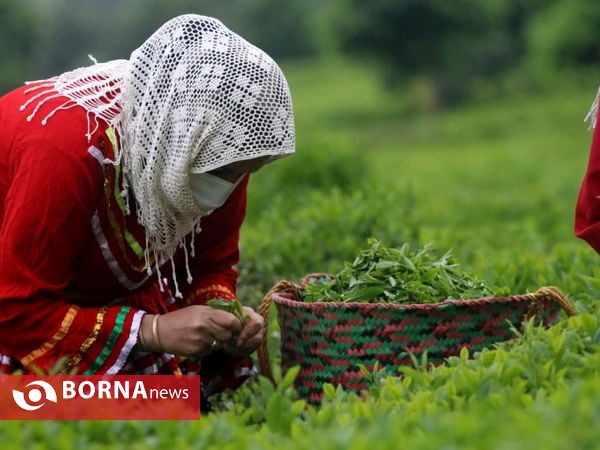 برداشت نخستین برگ چای در سال ۱۴۰۰