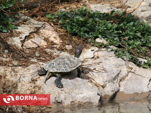 باغ گلها در فصل بهار اصفهان