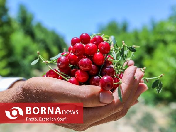 جشنواره آلبالو و گیلاس در دهستان اناج
