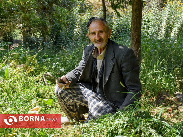 سبزی‌کاری سنتی در پایتخت صنعتی ایران