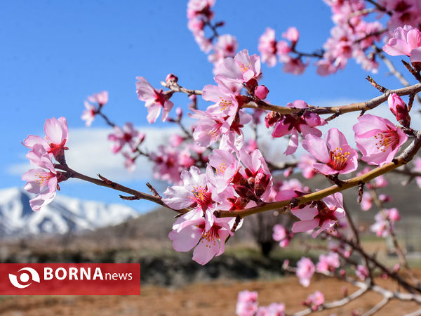 شکوفه های بهاری