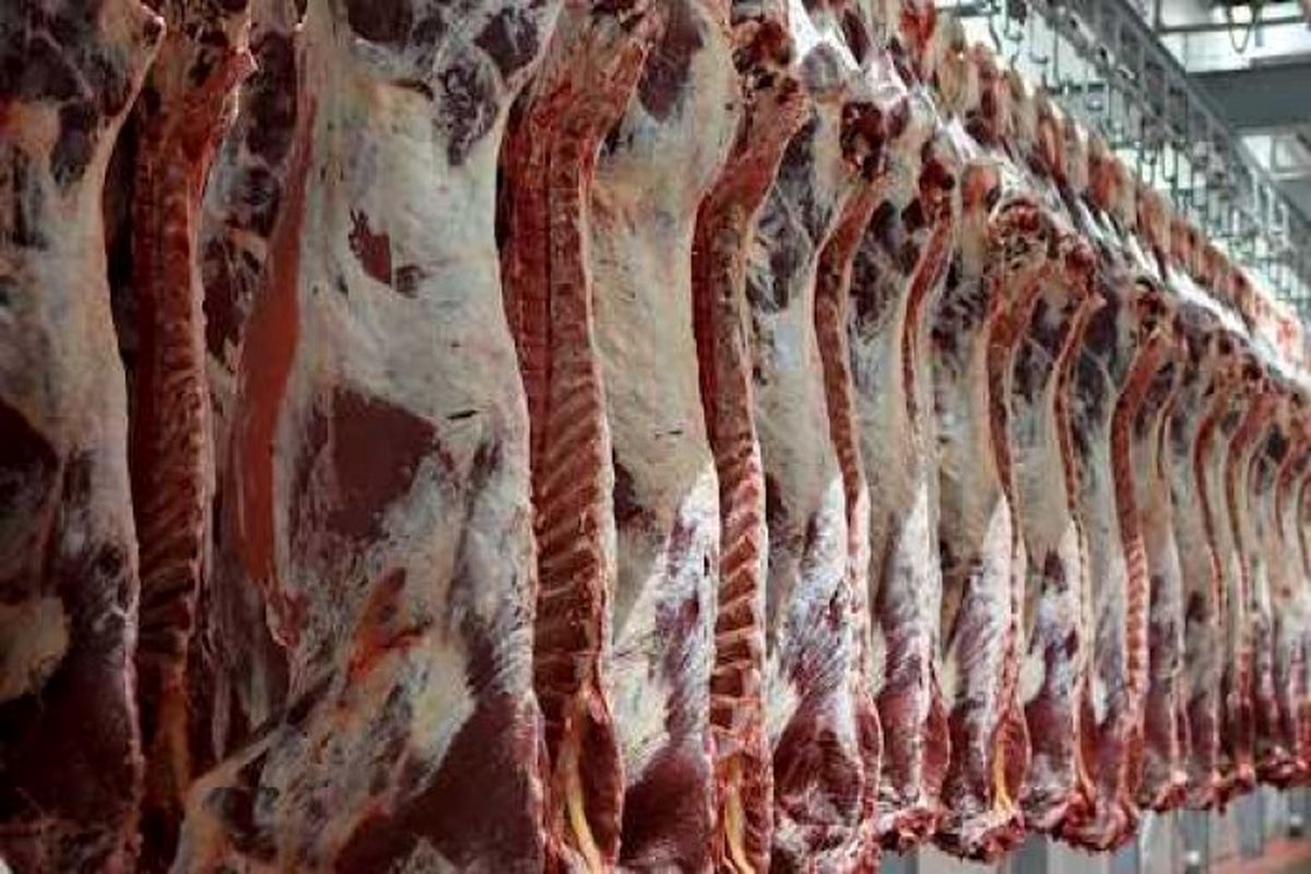 ورود ۴ تا ۵ هزار لاشه گوشت گوسفندی برای تنظیم بازار/ واردات گوشت تا کاهش قیمت بازار داخلی ادامه دارد