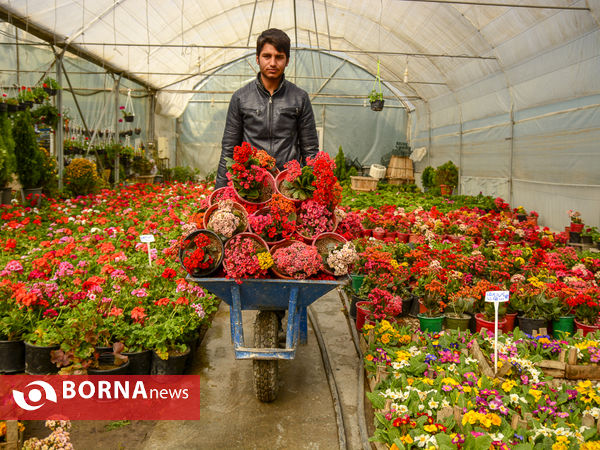 حال و هوای بازار های گل و گیاه اصفهان در آستانه نوروز