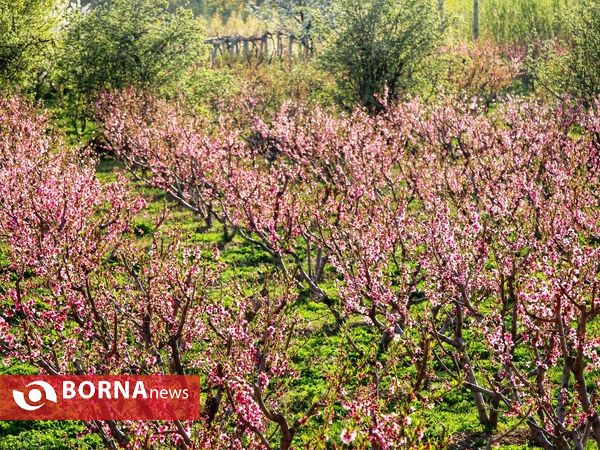 شکوفه های صورتی ارومیه